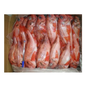 ปลากระพงแดงแช่แข็งคุณภาพพรีเมียมสำหรับส่งออก ขายส่ง - Product Image 1