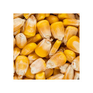 Maíz Amarillo/Grano Natural Puro para Alimentación Animal/Aves de Corral, Bolsas de PP de 25/50 kg - Product Image 2