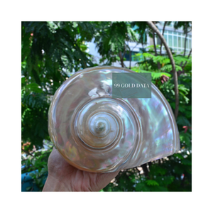 Vente en gros de coquilles Turbo Burgess vert de mer pour terrariums d'aquarium et décoration intérieure côtière - Product Image 5