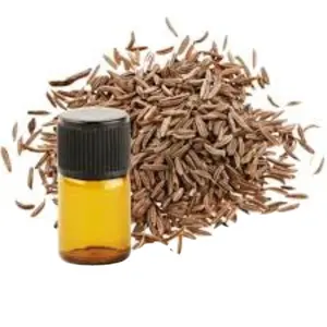 Caraway Essential Oil | Caraway Seed EssentialOil | Carum carvi - 100% Organic Natural Essential Oils - Bulk Wholesale Price