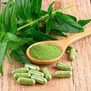 Extrait d'écorce d'Andrographis Paniculata |   Ingrédient de soutien immunitaire à base de plantes sauvages thaïlandaises |   Fournisseur en gros et fabricant OEM - Product Image 6