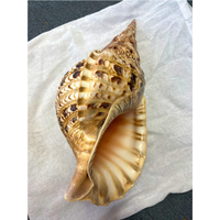 Grande coquille de trompette de triton Charonia Tritonis, coquille de mer antique rare, trompette de triton géante avec prix compétitif 99GD