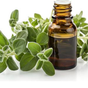 Extracto de hierba de aceite esencial de mejorana dulce cultivada salvaje envasada en botella de lata de tambor disponible a precio mayorista de la India - Product Image 4