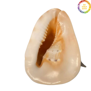 Coquille de Cassis Madagascariensis d'origine vietnamienne, créée avec du matériau de coquille naturelle pour la décoration de table et l'arrangement artistique - Product Image 4