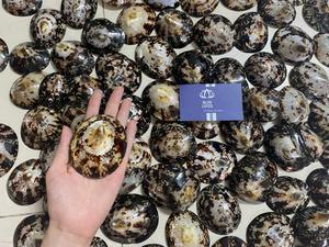 Artisanat de plage de limpette de mer fait à la main coquille en vrac claire polie à la décoration de l'océan Vietnam taille 5cm à 7 cm vers le haut - Product Image 5