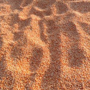 Grains de maïs jaunes séchés de qualité, non glutineux, maïs mûr pour l'alimentation animale, vente en gros en vrac - Product Image 4