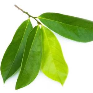 Hojas secas de Guanábana: especias aromáticas para Creaciones únicas - Product Image 5