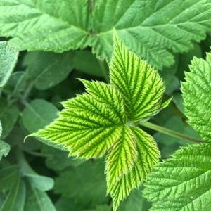 Hojas de Frambuesa Orgánicas Utilizadas en Bebidas Funcionales, Suplementos para la Salud, Formulaciones para el Cuidado de la Piel y el Cabello Disponibles para la Venta - Product Image 3