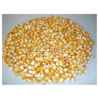 Maïs jaune non-OGM (maïs) séché pour l'alimentation humaine et animale, pur naturel, riche en protéines, provenant du Brésil