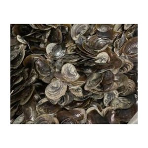Coquille de Murex Thanh Hoa Bleu Lotus – Meilleur Opercule de Murex, Matériau de Qualité, Extrait de Parfum - Product Image 3