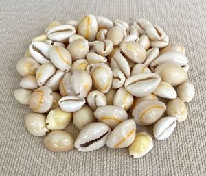 Giá tốt nhất trên đánh bóng Việt Vàng cowrie <span class=keywords><strong>Shell</strong></span> hàng thủ công tự nhiên sản phẩm cowrie seashells vỏ sò biển - Product Image 5