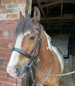 Equipo de tachuela anatómica de caballo de cuero auténtico hecho a medida precio al por mayor envío directo disponible - Product Image 3