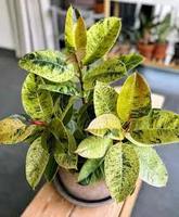 Planta Natural de Ficus Elastica Shivereana, Huertos, Ecuador, Guayaquil, 3 Años de Vida Útil