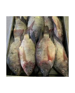 Cao cấp đông lạnh cá rô phi đen toàn bộ Hoang Dã đánh bắt tự nhiên hải sản cao trong protein sạch nhãn sự lựa chọn cho hệ thống miễn dịch hỗ trợ - Product Image 1