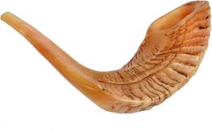 High Quality Yemenite Shofar Kosher <b>Horn</b> Polished <b>Drinking</b> <b>Horn</b> - Product Image 5