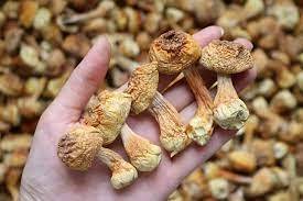 Agaricus Blazei Murill เห็ด Akina,อินทรีย์บริสุทธิ์จากธรรมชาติ - Product Image 5