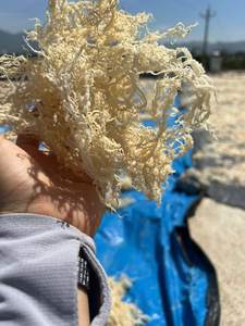 มอสจากทะเลสีทองมอสแห้งแบบไอริชปลอดกลูเตนมอสแห้งคุณภาพสูงมี2025 // - Product Image 2