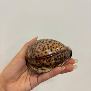 Large Size 7-8cm White Cowrie Shell <b>Egg</b> Cowry From Vietnam For DIY Beach Crafts Decor Home Best Price Wholesale 99 Gold Data - Product Image 4