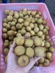 ลำไยแช่แข็งจากเวียดนามที่มีคุณภาพสูงและราคาถูก - Product Image 4