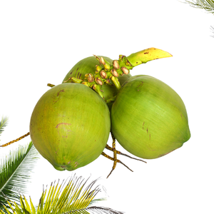 Cosecha de coco orgánico de Vietnam: Ben Tre's Export-Ready - Product Image 3