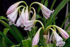 Crinum Latifolium Crinum,Latifolium Powder Akina ธรรมชาติที่มีคุณภาพสูง - Product Image 4