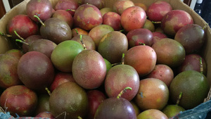 Fruta de la pasión, el mejor vendedor, venta al por mayor, precio excelente, novedad, temporada de recolección, naranja personalizada - Product Image 5