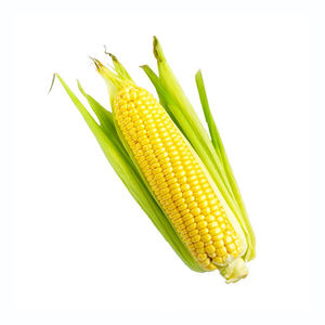 Maíz amarillo de alta calidad, maíz premium, suministrado para compradores mayoristas y socios comerciales - Product Image 5