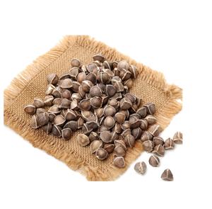 Suministro de Fábrica al Mejor Precio: Semillas de Moringa Orgánicas Frescas y Polvo Seco para Uso Alimentario, Cultivo Orgánico Crudo - Product Image 3