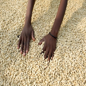 เมล็ดกาแฟยังไม่คั่วจำนวนมาก | เมล็ดกาแฟคั่วมีหลายขนาด - Product Image 5