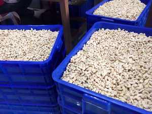 NOIX DE CAJOU DE QUALITÉ SUPÉRIEURE D'AGRIKIM VIETNAM - Product Image 3