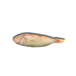 Pescado Congelado al por Mayor: Pargo de Aleta Redonda Entero - Product Image 2