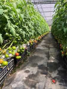 Sacs de culture en tourbe de coco, substrat en copeaux de fibres de coco organique pour la plantation de tomates - Product Image 2
