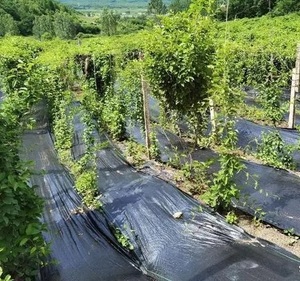 Toile géotextile tissée anti-UV et anti-herbe pour l'agriculture et l'aménagement paysager, en polyester et PP, à prix usine - Product Image 6