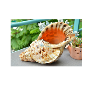 Conchas de trompeta de origen vietnamita para uso en acuarios, decoración de resorts, tiendas de regalos y planificación creativa de eventos costeros - Product Image 1