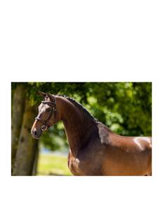 บังเหียนม้าหนังแท้ 100% คุณภาพสูง เป็นมิตรกับสิ่งแวดล้อม พร้อมสายบังเหียนเพื่อการควบคุมที่ดีที่สุดและความสบาย - Product Image 4