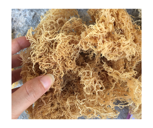 Fourniture d'usine OEM de mousse de coton séchée et de seamoss Superaliment naturel pur de première qualité végétalien en vrac sans OGM sans gluten - Product Image 4