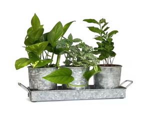 Classique décoration de la maison plantes conteneur luxe qualité Vintage galvanisé jardinières pour le planteur en métal le plus vendu - Product Image 6
