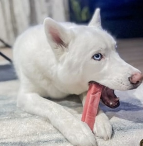 Masticar para perros del Himalaya Original Yak Cheese Dog Dry Chews 100 Natural de larga duración Sin gluten Saludable y seguro Golosinas para perros - Product Image 5