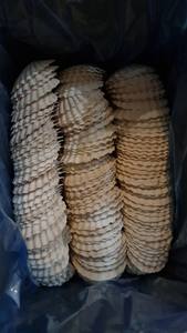 En cantidad a granel, precio barato, ostra, vieiras, conchas marinas, tamaño personalizado, Concha, arte de moda limpiado de Loto Azul, Vietnam - Product Image 5