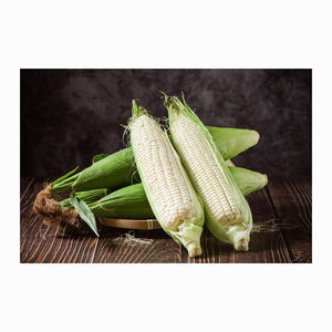 Maíz blanco seco asequible Maíz blanco sin OGM Maíz blanco para alimentación humana y animal - Product Image 2