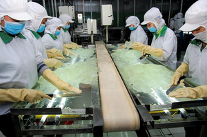 Dados de aloe vera para producción de bebidas y postres - Product Image 3