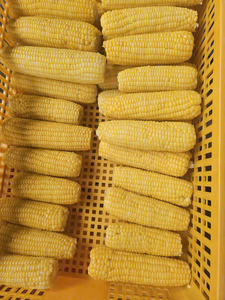 Produit chaud Maïs sucré congelé IQF en vrac Fournisseurs du Vietnam Maïs prêt à l'exportation Envoi maïs congelé Meilleure affaire Vente de haute qualité - Product Image 4