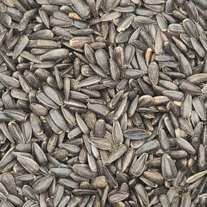 En coquille, graines de tournesol crues à vendre - Product Image 1