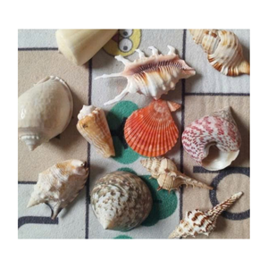 High Quality Natural Seashell Mix <b>Bag</b> Wholesale Factory Direct Price - Product Image 1