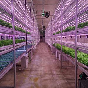 OEM cải xoăn dẫn phát triển thanh ánh sáng cho dọc giá Nhà Máy Nông Nghiệp trực tiếp lá xanh chiếu sáng Nhà cung cấp với thiết kế Dự Án - Product Image 5