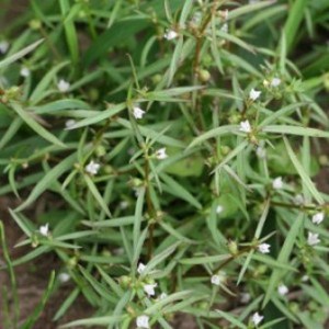 ชาสมุนไพรเฮดิโอติส ดิฟฟูซ่า วิลด์ แบบแห้ง เกรดอาหาร และการใช้ในการแปรรูปแบบดั้งเดิม - Product Image 6