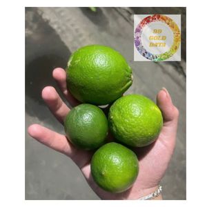 LIME VERT FRAIS SANS GRAINES DU VIETNAM AGRUMES NATURELS MEILLEUR PRIX POUR LE MARCHÉ D'EXPORTATION MONDIAL - Product Image 4