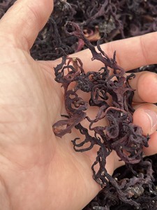 COUTURE IRLANDAISE NATURELLE PREMIUM DU VIETNAM - Product Image 6