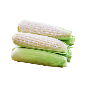 Maíz blanco de alta calidad a precio competitivo disponible para compradores al por mayor - Product Image 6