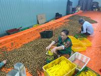 Vietnamese groothandel in premium kwaliteit verse longan, leverancier van zoete, sappige vruchten voor wereldwijde markten en retailers in het Zuid-Mekong.
